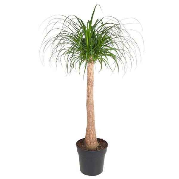 Image of Elefantenfuß Zimmerpflanze Ø32cm ↕120cm – pflegeleichte Grünpflanze für Wohnzimmer, Büro & helle Standorte kaufen-0