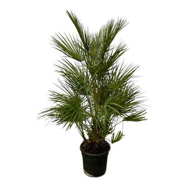 Image of Chamaerops Humilis – Grüne Zwergpalme – Zimmerpflanze – Ø24cm – Höhe ca. 130cm – Mediterrane Palme für Wohnzimmer, Wintergarten, Balkon und Terrasse