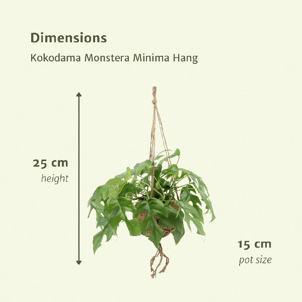 Image of Lochpflanze – Monstera Minima im Kokodama Topf – 2 Zimmerpflanzen Ø15cm Kokosfaser – Topf – ca. 25cm hoch – Nachhaltige Hängepflanze-3