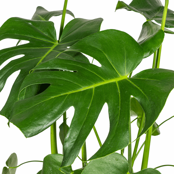 Image of Monstera Deliciosa Tauerii – Fensterblatt – Ø21cm – ↕70-90cm – Beliebte Zimmerpflanze mit dekorativen Blättern – Pflegeleicht & luftreinigend-2