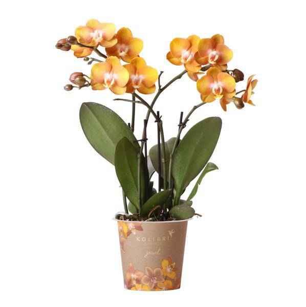Image of Phalaenopsis Orchidee Jewel Las Vegas – Orange-Gold – Ø12cm – Mehrblütige Topfpflanze – Tropische Zimmerpflanze mit 3/4 Blütenzweigen – Pflegeleicht & langlebig-0