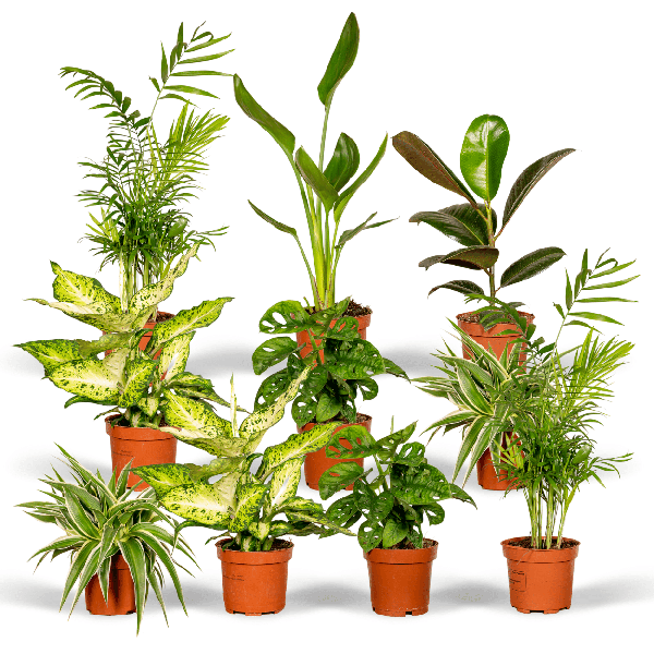 Image of Pflanzen Überraschungsbox Ø12cm – pflegeleichtes Pflanzen Set für Urban Jungle, Fensterbank, Wohnzimmer & Büro
