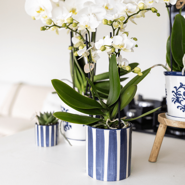 Image of Ziertopf Painted Stripe – Blau – Ø9cm – Moderner Keramiktopf mit Streifenmuster – Stilvolles Wohnaccessoire für Zimmerpflanzen, Sukkulenten & Kakteen