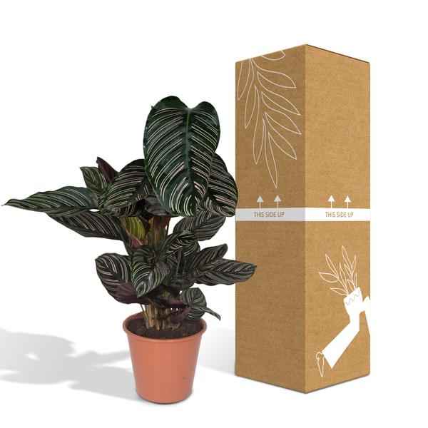 Image of Calathea Ornata Korbmarante – Zimmerpflanze – Ø19cm ↕75cm – Dunkelgrüne Blätter mit rosa Streifen – Tropische Pflanze für Wohnräume-1