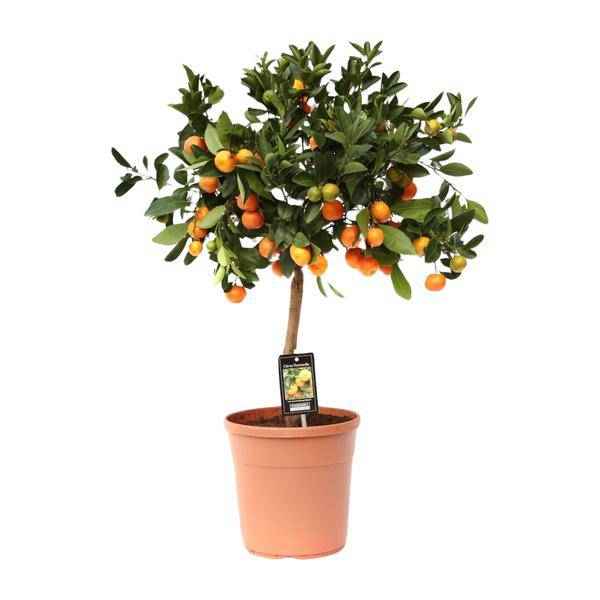 Image of Orangenbaum Gartenpflanze Ø22cm ↕80cm – Pflanze für Garten, Balkon, Terrasse, Kübel & Beet online kaufen-0