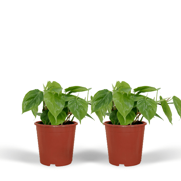 Image of Baumfreund Philodendron Scandens Zimmerpflanze Ø12cm ↕5cm – pflegeleichte Grünpflanze für Wohnzimmer, Büro & helle Standorte kaufen-0