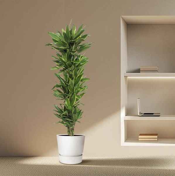 Image of Drachenbaum Dracaena Golden Coast – 200cm hoch – Ø34cm – Elegante Zimmerpflanze mit goldgrünem Blattwerk – Pflegeleicht & robust – für Zimmer & Büro