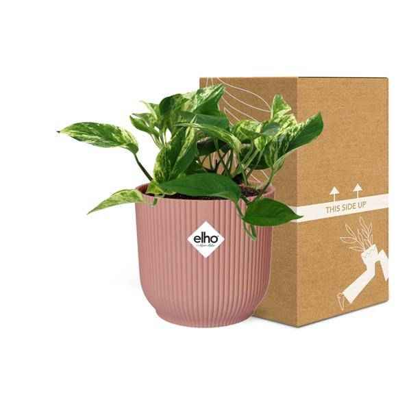 Image of Efeutute Scindapsus Epipremnum Marble Queen – Zimmerpflanze inkl. Ziertopf Vibes Fold Rosa Ø14cm – Herzförmige, marmorierte Blätter