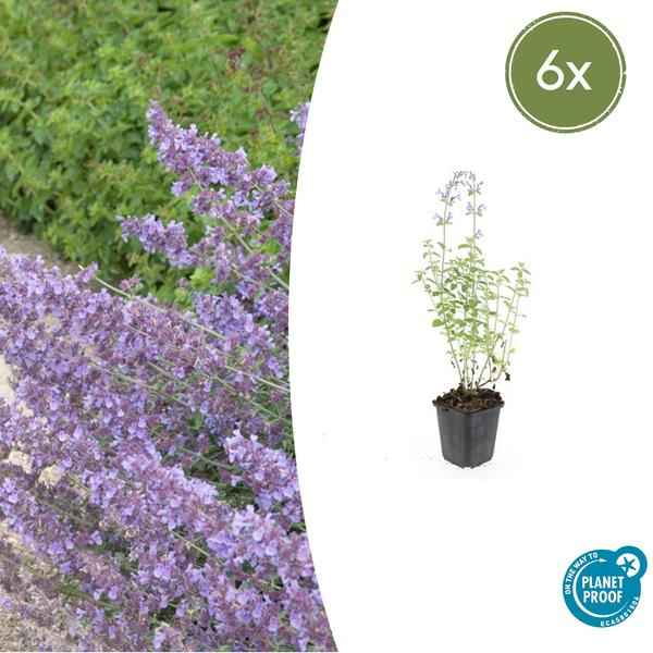Image of Nepeta 'Walker's Low' – 6 Pflanzen – Katzenminze – Lavendelblaue Blüten – Silbergrünes Laub – Pflegeleichte Staude – Sonnig – Bienen & Schmetterlinge
