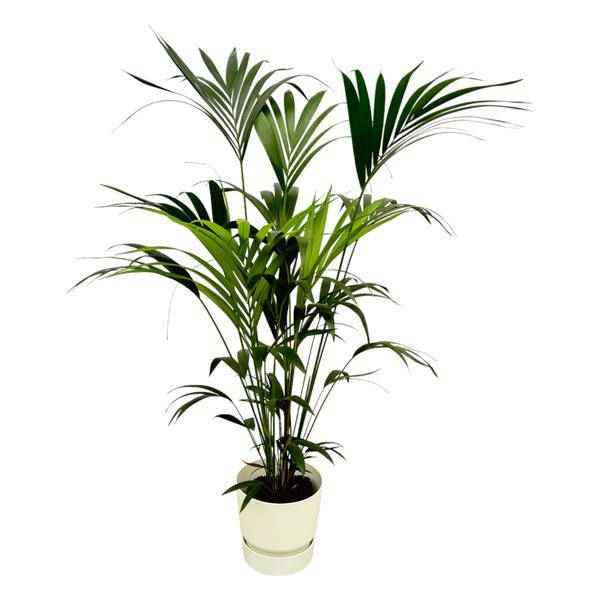 Image of Kentia Palme – Forstersche Kentia – Zimmerpflanze ca. 160cm – Ø30cm – inkl. Pflanzgefäß Greenville Weiß – Tropische XL-0