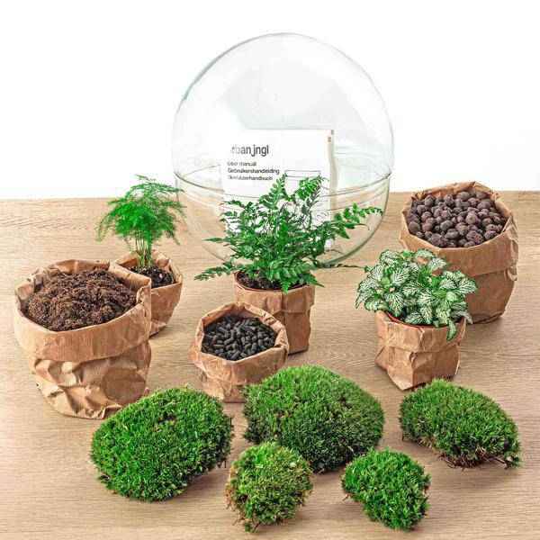 Image of Flaschengarten DIY Bausatz Terrarium Kuppel XL Ø30cm – pflegeleichter Flaschengarten im Glas, Pflanzen Terrarium für Wohnzimmer & Büro-3