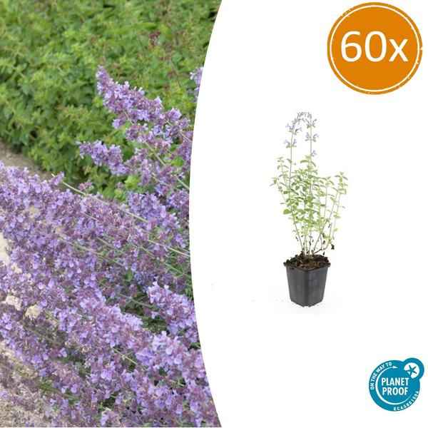 Image of Nepeta 'Walker's Low' – 60 Pflanzen – Katzenminze – Lavendelblaue Blüten – Bienen – & Schmetterlingsfreundlich – Pflegeleicht & Winterhart