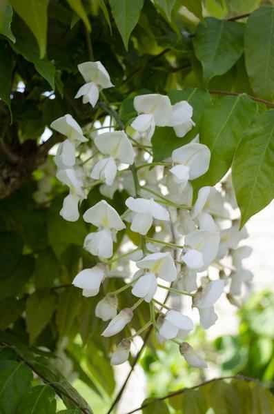 Image of Weißer Blauregen Wisteria floribunda ‘Longissima Alba’ Gartenpflanze Ø15cm ↕65cm – winterharte Pflanze für Garten, Balkon, Terrasse, Kübel & Beet