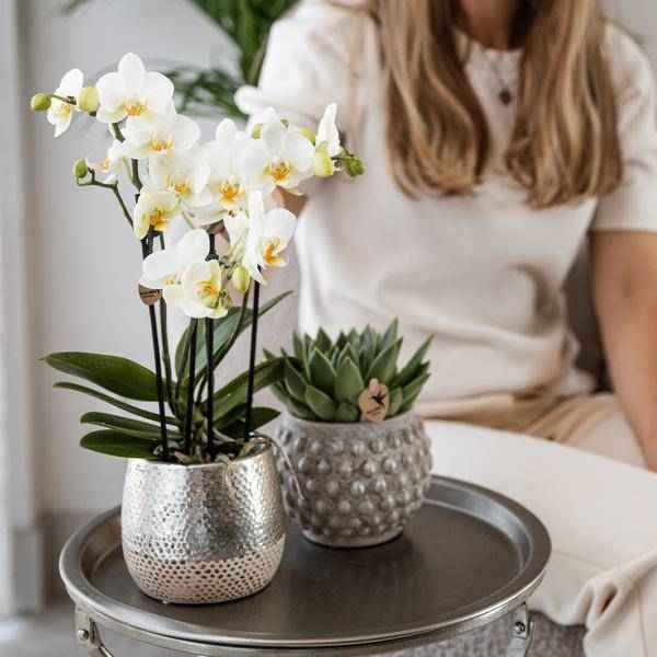 Image of Phalaenopsis Orchidee Amabilis Weiß – inkl. Elite Keramiktopf Silber – Zimmerpflanze ca. 35cm – Edle Orchidee mit 2-3 Blütenstielen-3