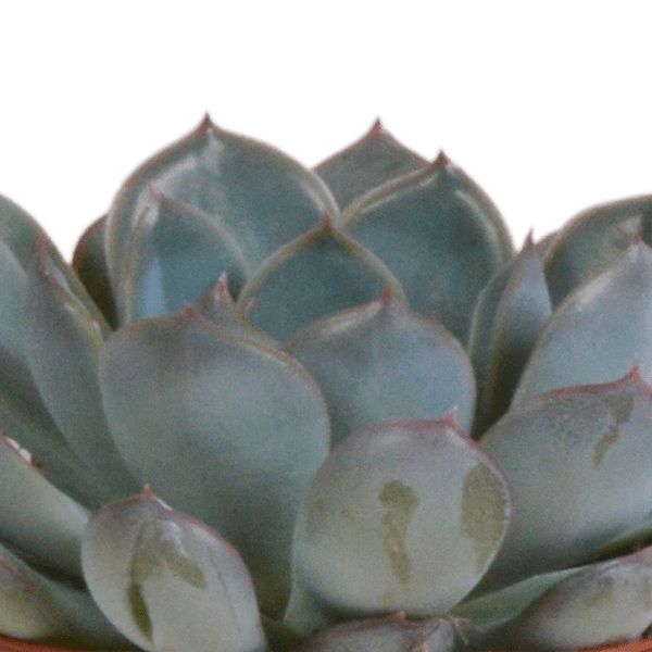 Image of Echeveria Mix – Steinrose 3 Pflanzen – Ø8,5cm Zimmerpflanzen im Terrakotta – Topf – Verschiedene farbige Sukkulenten – Pflegeleichte Mini-3