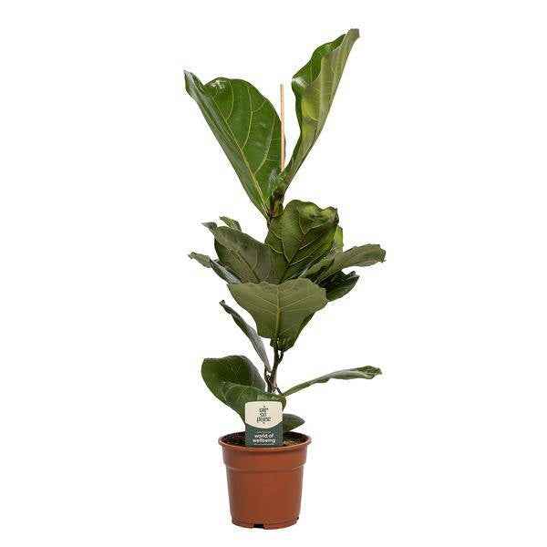 Image of Geigen – Feige Ficus Lyrata – Zimmerpflanze – Ø17cm – 60cm hoch – Dekorative Pflanze für Wohnzimmer & Büro – Luftreinigend & Pflegeleicht