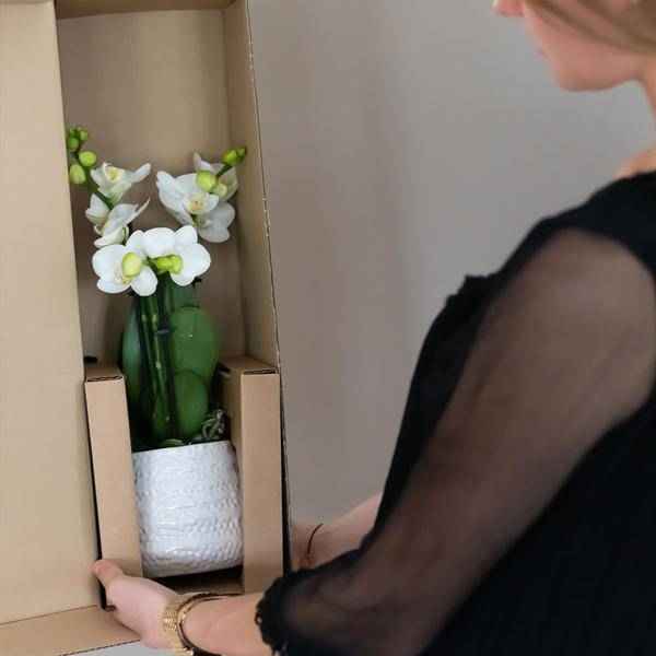 Image of Weiße Phalaenopsis – Orchidee Amabilis + Diamant – Dekotopf gold Zimmerpflanze Ø9cm ↕40cm – blühende Orchidee für Wohnzimmer, Büro & helle Standorte-4