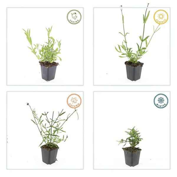Image of Patagonisches Eisenkraut Verbena bonariensis – 12 Pflanzen – Luftige Staude – Bienen – & Schmetterlingsmagnet – Pflegeleicht