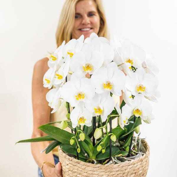 Image of Orchideen – Set Weiß im Baumwollkorb Zimmerpflanze Ø12cm – blühende Orchidee für Wohnzimmer, Büro & helle Standorte kaufen-2