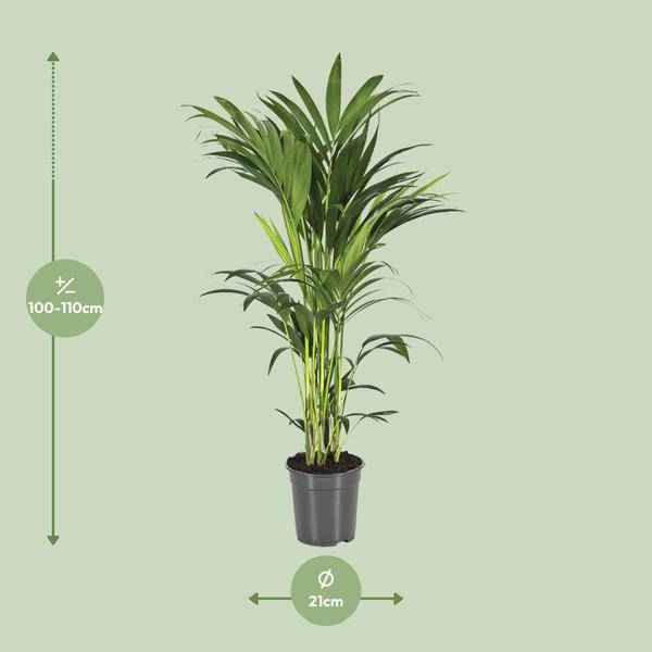 Image of Kentiapalme Howea Forsteriana – Ø21cm – ↕110cm – Pflegeleichte Zimmerpalme mit luftreinigend-1