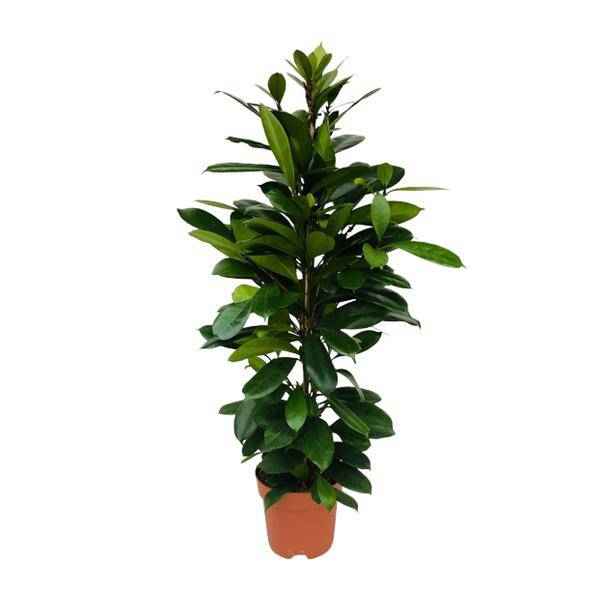 Image of Afrikanischer Feigenbaum Ficus Cyathistipula Zimmerpflanze Ø21cm ↕105cm – pflegeleichte Grünpflanze für Wohnzimmer, Büro & helle Standorte kaufen