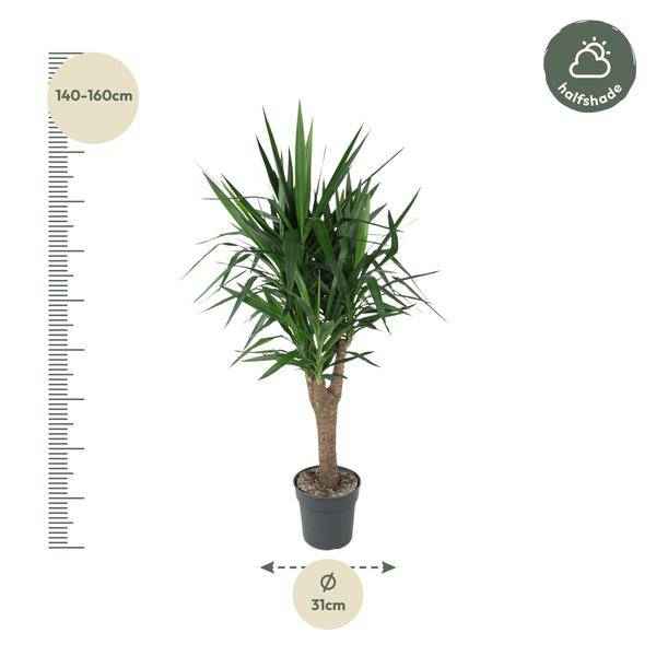 Image of Palmlilie Yucca Elephantipes – Zimmerpflanze – Ø31cm – ↕150cm – Robuste, pflegeleichte Grünpflanze für Innen & Außen