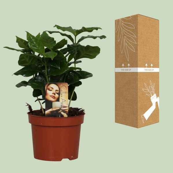 Image of Kaffeepflanze – Coffea Arabica – Zimmerpflanze – Ø12cm ↕25cm – Aromatische Deko – Pflegeleicht – Halbschatten – Tropisch-2