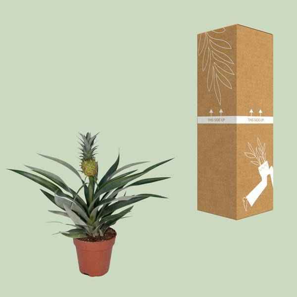 Image of Ananaspflanze – Bromelia Ananas – tropische Zimmerpflanze – Ø12cm – ca. 30cm hoch – pflegeleicht & dekorativ-2