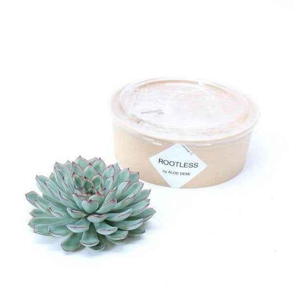 Image of Sukkulente Echeveria pulidonis ROOTLESS Zimmerpflanze – pflegeleichte Sukkulente für Wohnzimmer, Büro & helle Standorte kaufen-0