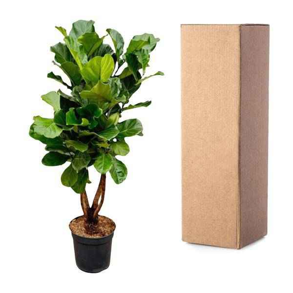 Image of Geigen – Feige – Ficus Lyrata – Zimmerpflanze 200cm – Ø32cm – XXL – Pflanze mit großen geigenförmigen Blättern – Pflegeleicht-3