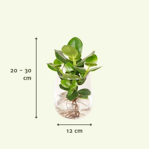 Image of Balsamapfel Clusia – Hydroponische Zimmerpflanze im Kingston Glas – Ø12cm – 30cm Höhe – grünes dekoratives Laub – pflegeleicht & ohne Blüten-2