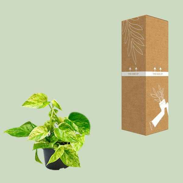 Image of Efeutute Marble Queen – Epipremnum Scindapsus – Ø12cm x H20cm – Pflegeleichte Kletter – & Hängepflanze – Luftreinigend – Im Pflanztopf-2