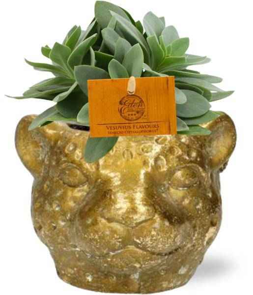 Image of Senecio Cephalophorus Kreuzkraut – Zimmerpflanze Ø10,5cm – ca. 15cm hoch – Mit stylischem Leopard Gold Topf Ø12x9,5cm – Pflegeleicht & dekorativ