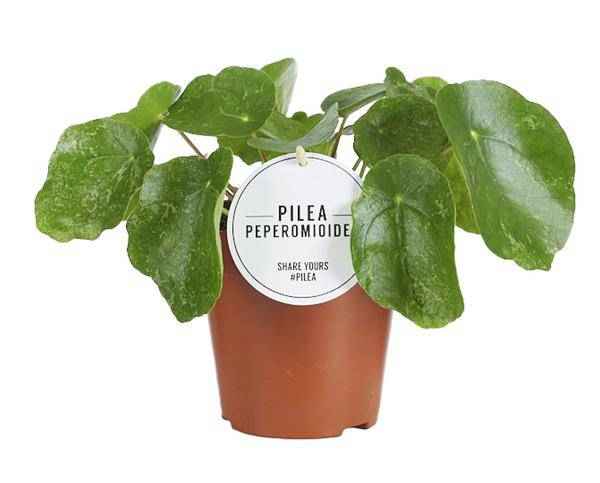 Image of Ufopflanze – Pilea Sugar – Zimmerpflanze – Ø13cm – ca. 20cm hoch – trendige & pflegeleichte Grünpflanze