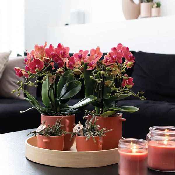 Image of Rote Phalaenopsis Orchideen Zimmerpflanze Ø9cm – blühende Orchidee für Wohnzimmer, Büro & helle Standorte kaufen-2