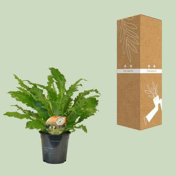 Image of Nestfarn – Asplenium Campio – Zimmerpflanze – Ø17cm x ↕50cm – dekorativer Farn für Wohnzimmer, Büro & Innenräume-2
