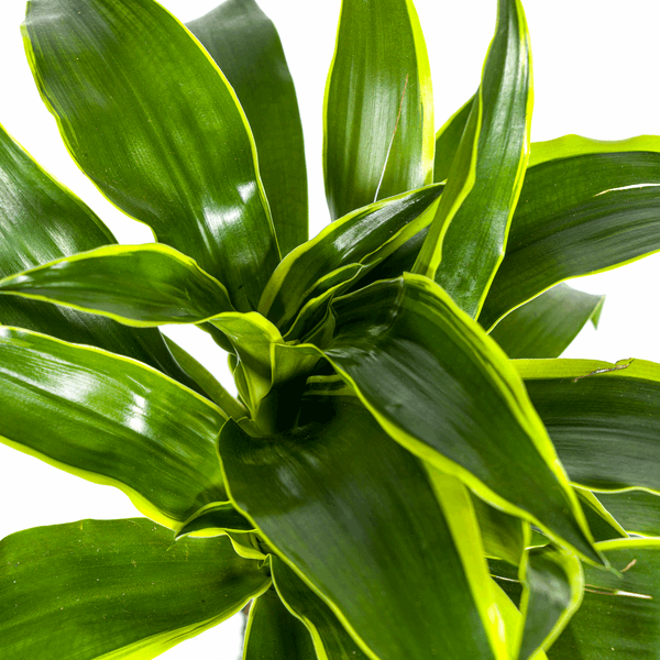 Image of Dracaena deremensis ‘Dorado’ – Drachenbaum – Zimmerpflanze Ø19cm – 70–90cm hoch – Pflegeleichte Grünpflanze mit dunkelgrünen Blättern & gelbem Rand – Luftreinigend-3