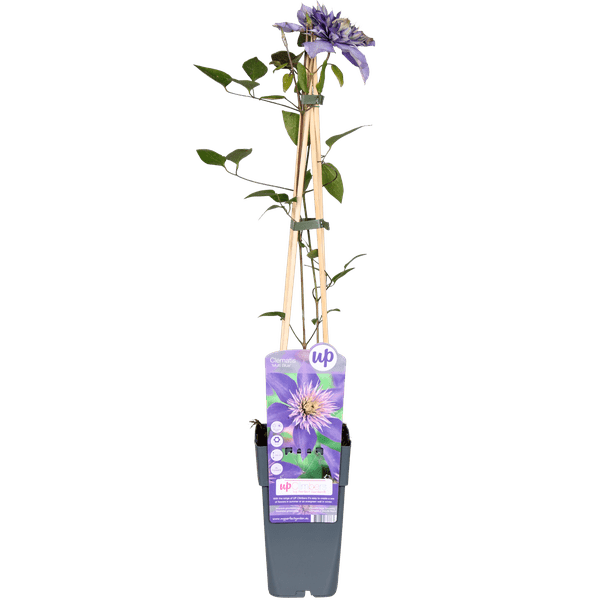 Image of Waldrebe Clematis Multi Blue Kletterpflanze Ø15cm ↕65cm – winterharte Pflanze für Garten, Balkon, Terrasse, Kübel & Beet online kaufen-1