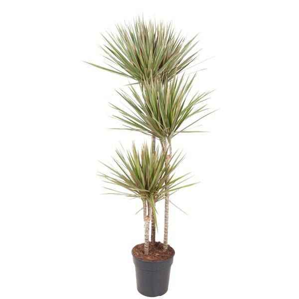 Image of Drachenbaum Zimmerpflanze Ø24cm ↕150cm – pflegeleichte Grünpflanze für Wohnzimmer, Büro & helle Standorte kaufen