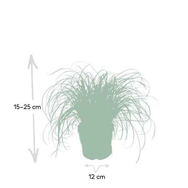 Image of Katzengras Cyperus alternifolius Zimmerpflanze Ø12cm ↕20cm – pflegeleichte Grünpflanze für Wohnzimmer, Büro & helle Standorte kaufen