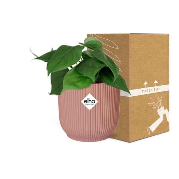 Image of Philodendron Scandens – Baumfreund – Zimmerpflanze inkl. Ziertopf Vibes Fold Rosa Ø14cm – Herzförmige Blätter – Pflegeleicht & luftreinigend-2