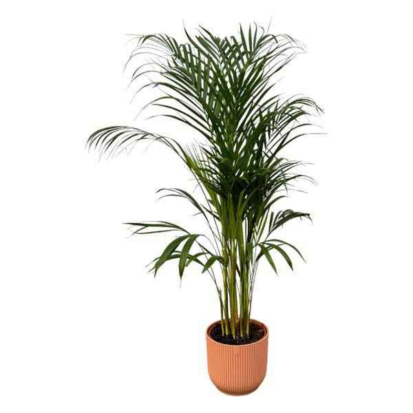 Image of Areca Palme – Betelpalme – Zimmerpflanze ca. 110cm – Ø21cm – inkl. Pflanzgefäß Vibes Fold Rosa D22xH20