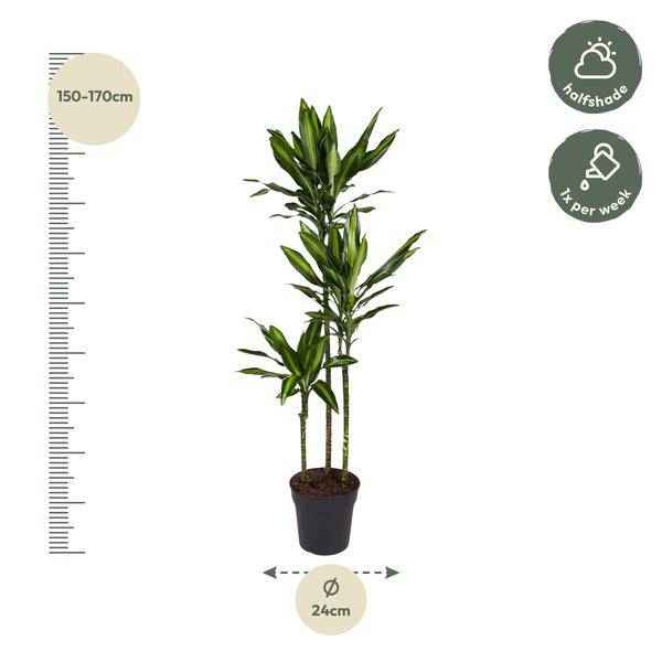 Image of Drachenbaum Zimmerpflanze Ø24cm ↕160cm – pflegeleichte Grünpflanze für Wohnzimmer, Büro & helle Standorte kaufen