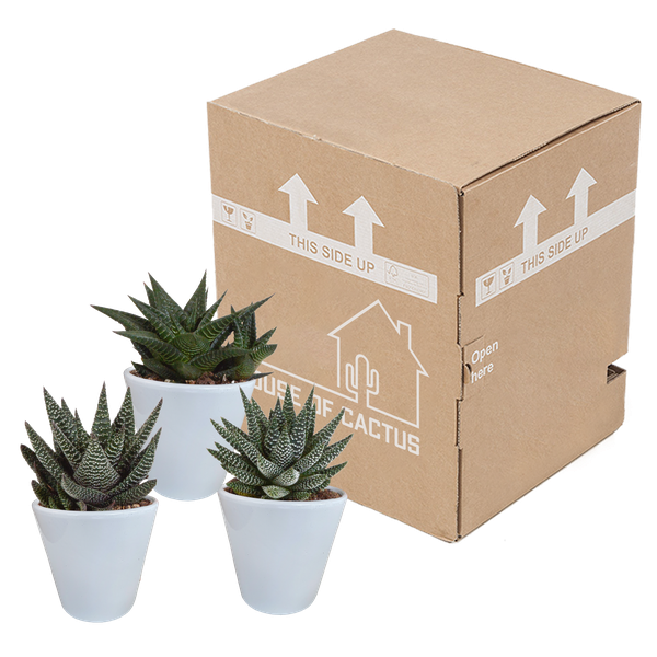 Image of Sukkulenten Mix Gasteria & Haworthia – 3 Pflanzen – Ø8,5cm Zimmerpflanzen im weißen Topf – Verschiedene Mini – Sukkulenten-2