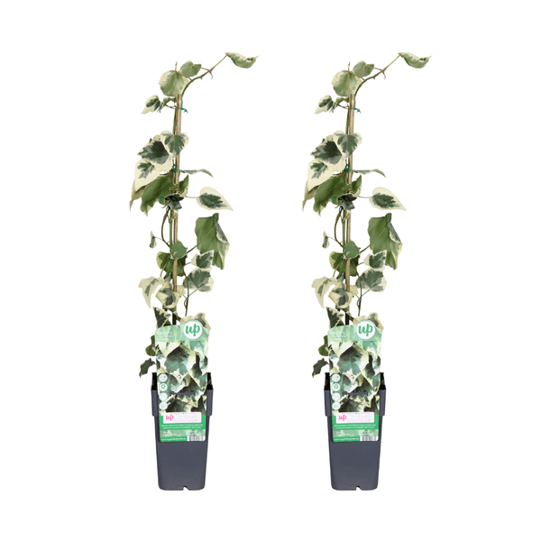 Image of Hedera colchica Dentata Variegata – Efeu – 2 Pflanzen – Immergrüne Kletterpflanze – Ø15cm – Höhe ca. 65cm-0