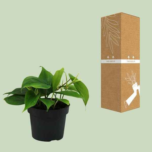 Image of Herzblatt Philodendron Scandens – Ø12cm – ↕20cm – Pflegeleichte Kletterpflanze mit herzförmigen Blättern-2