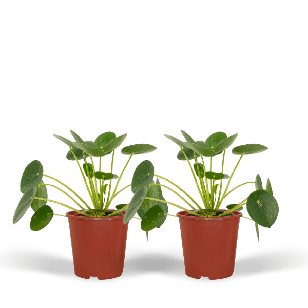 Image of Chinesischer Geldbaum Pilea Peperomioides Zimmerpflanze Ø12cm ↕20cm – pflegeleichte Grünpflanze für Wohnzimmer, Büro & helle Standorte kaufen-0