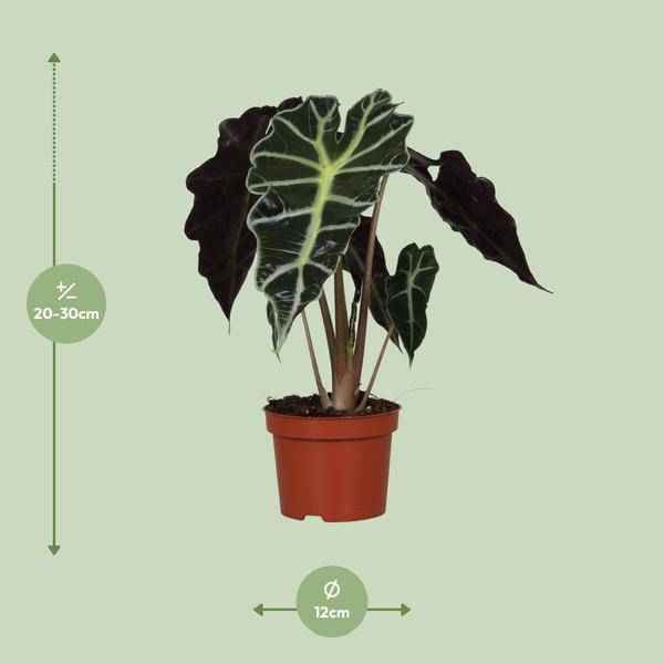 Image of Pfeilblatt Alocasia Amazonica Polly – Zimmerpflanze – Ø12cm – ↕30cm – exotische Tropenpflanze mit dekorativen Blättern-1