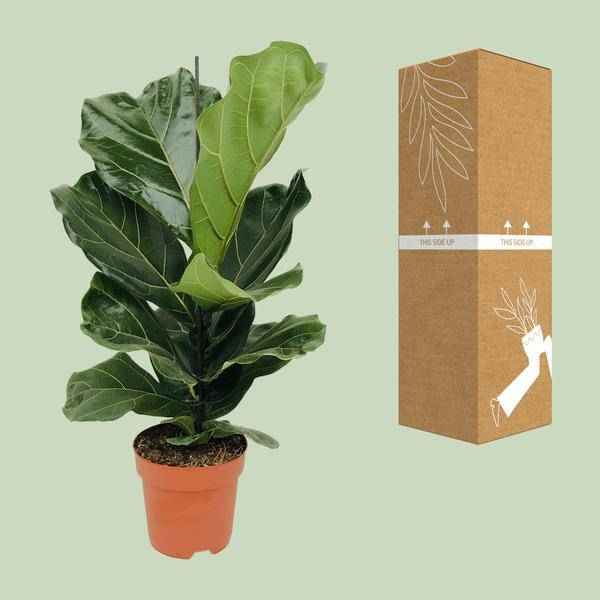 Image of Geigen – Feige (Ficus lyrata) Zimmerpflanze Ø17cm ↕75cm – pflegeleichte Grünpflanze für Wohnzimmer, Büro & helle Standorte kaufen-2
