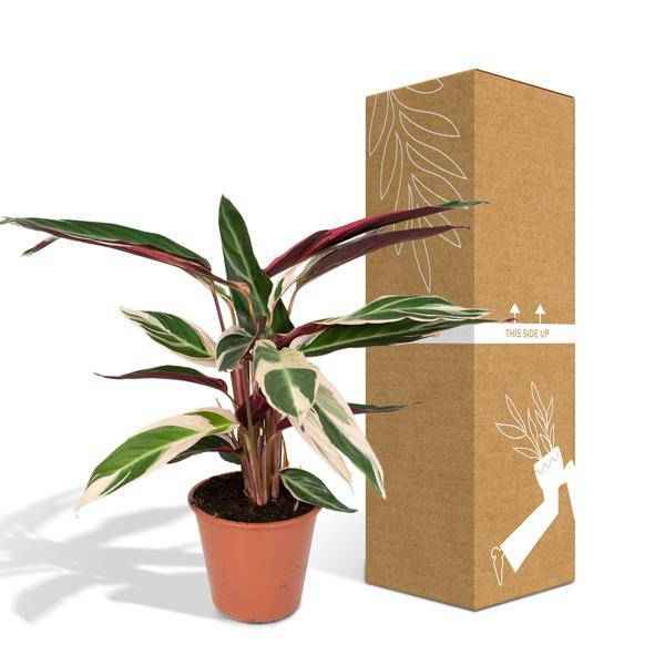 Image of Calathea Triostar – Ø17cm H60cm – Tropische Zimmerpflanze mit rosa – grün – weißem Blattmuster – Pflegeleicht – Für indirektes Licht – Luftreinigend-4